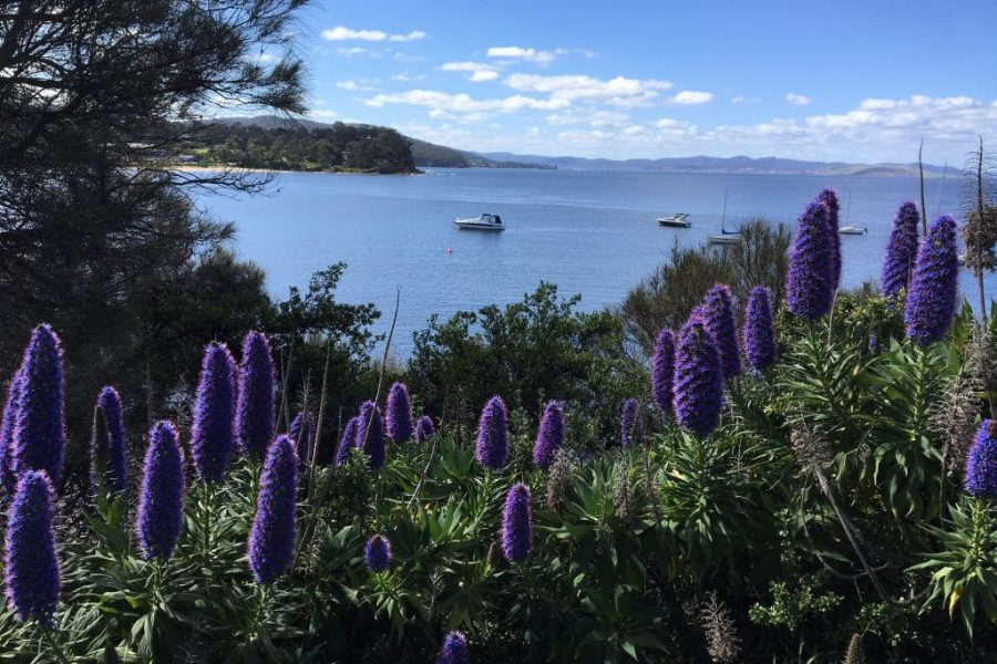 blackmans-bay-1024x768